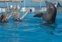 Swim with the Dolphins in St. Augustine